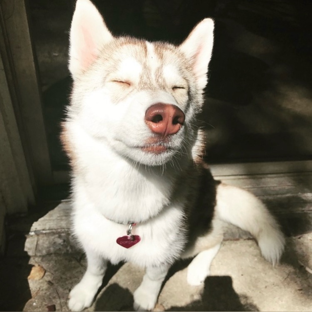 SORE IS LIVE! ✨🐾🦊 - Picture 8 of 9
